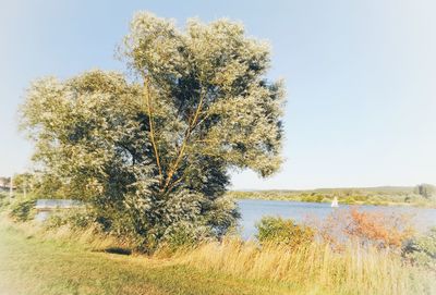 Tree on field against clear sky