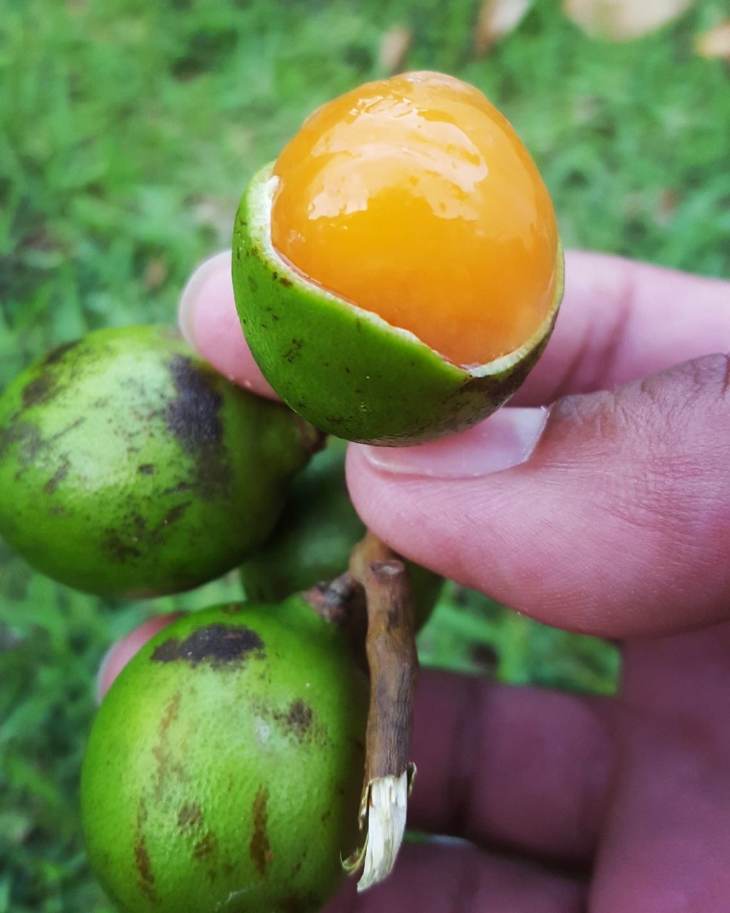 human hand, holding, real people, human body part, food and drink, one person, healthy eating, food, fruit, human finger, freshness, green color, outdoors, close-up, day, lifestyles, mango, nature, people