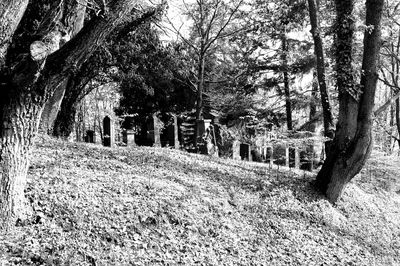 Trees in forest