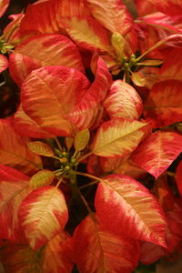 Full frame shot of red flowering plant