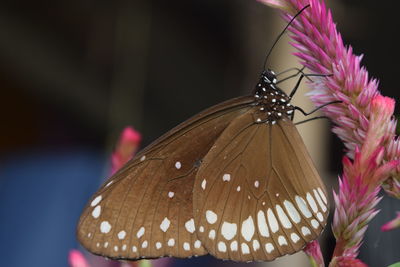 Close-up of butterfly pollinating on purple flower