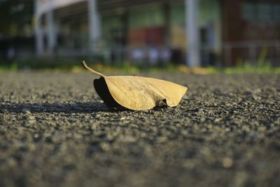 Surface level of dry leaf on street