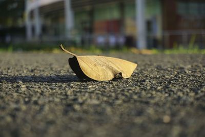 Surface level of dry leaf on street