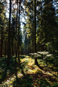 Trees in forest