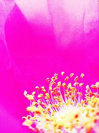 Close-up of pink flower