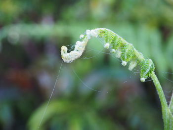 Close-up of spider web on plant