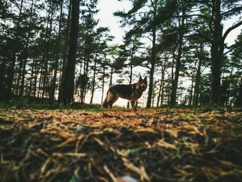 Dog standing in forest