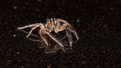 Close-up of spider