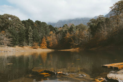 View of lake with trees in forest