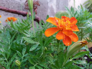 Close-up of flowers