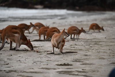 View of sheep on beach