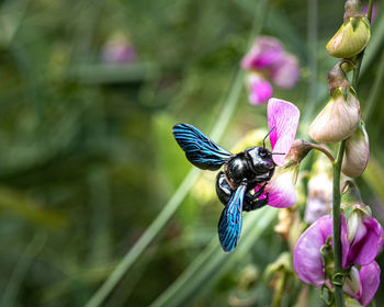 Close-up of butterfly pollinating on purple flower