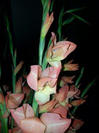 Close-up of flowers