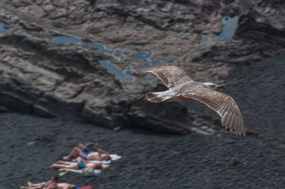 High angle view of bird flying above land