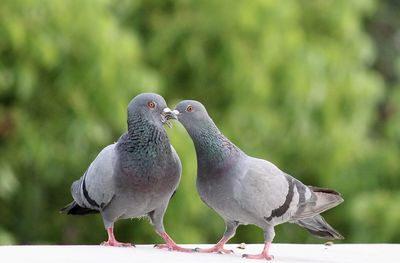 Close-up of pigeons perching