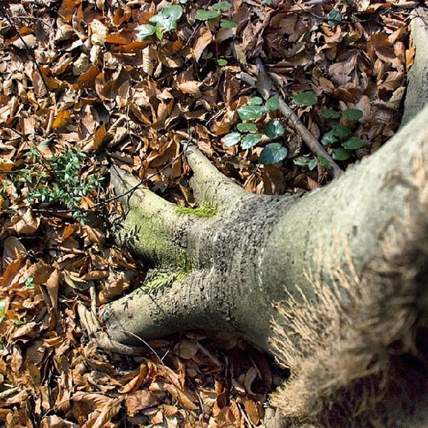 leaf, dry, nature, field, high angle view, autumn, tranquility, fallen, abundance, day, outdoors, rock - object, close-up, leaves, no people, full frame, natural pattern, dirt, stone - object, forest