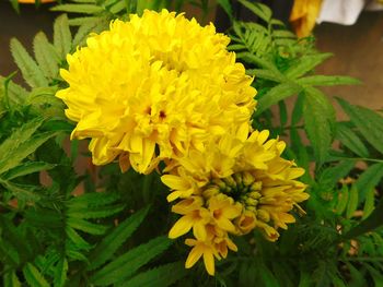 Close-up of yellow flowers