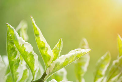 Close-up of fresh green leaves