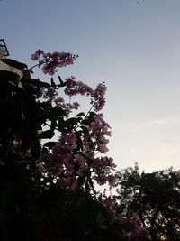 Low angle view of pink flower tree against sky