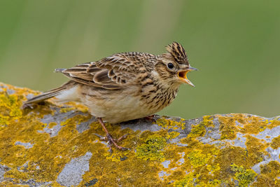 Close-up of bird perching