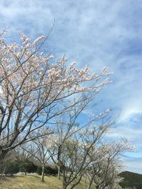 Low angle view of bare trees on field against cloudy sky