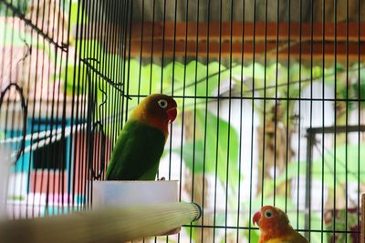 View of parrot in cage