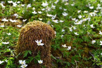 Close-up of mushroom growing on field