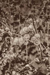 Close-up of plant against blurred background