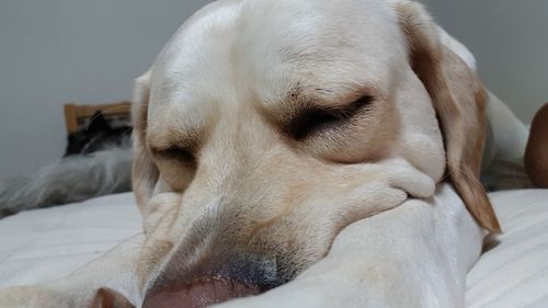 Close-up of dog sleeping on bed at home