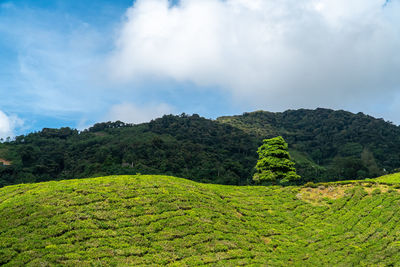 Single tree on green tea garden mountain with forest and blue sky. landscape tea plantation