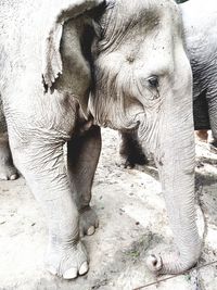 Close-up of elephant