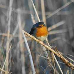 Close-up of bird perching on branch