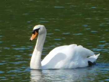 Swan floating on lake