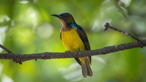 Close-up of bird perching on branch