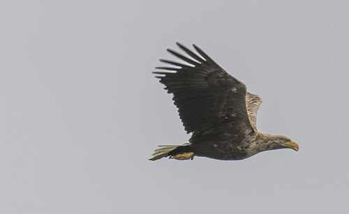 Low angle view of eagle flying against clear sky