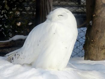 Close-up of snow on tree during winter