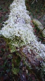 Close-up of tree