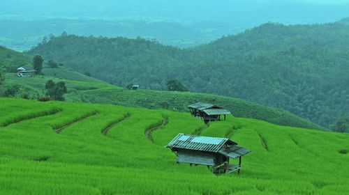 Scenic view of rice field against sky