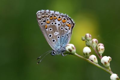 Close-up of butterfly on leaf