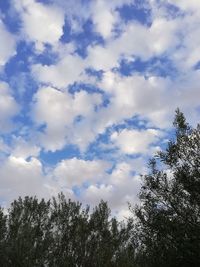Low angle view of trees against sky