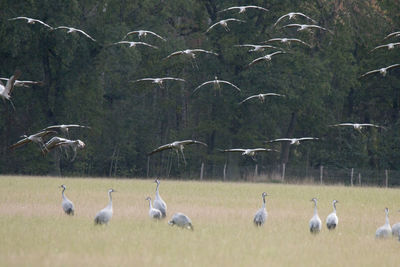 Flock of birds