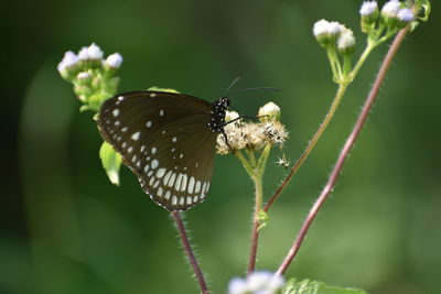 Close-up of butterfly pollinating on flower