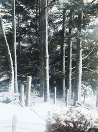 Close-up of frozen tree in forest