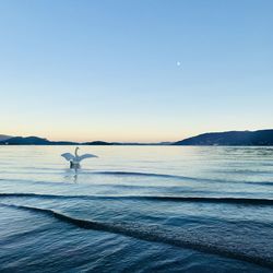 Scenic view of sea against clear sky