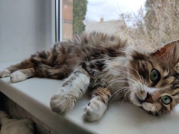 Portrait of cat relaxing at home