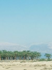 Trees on landscape against blue sky