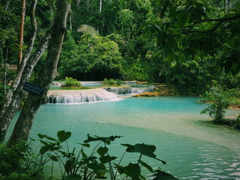 Scenic view of forest