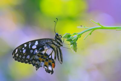 Close-up of butterfly perching on plant