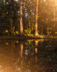 Scenic view of lake in forest