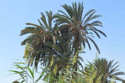 Low angle view of palm tree against sky